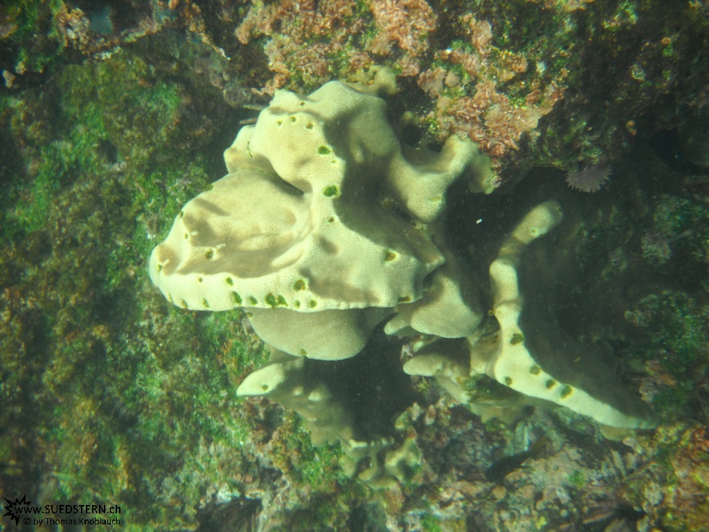 Coral - Underwater Galapagos 2010 -DSCN5339